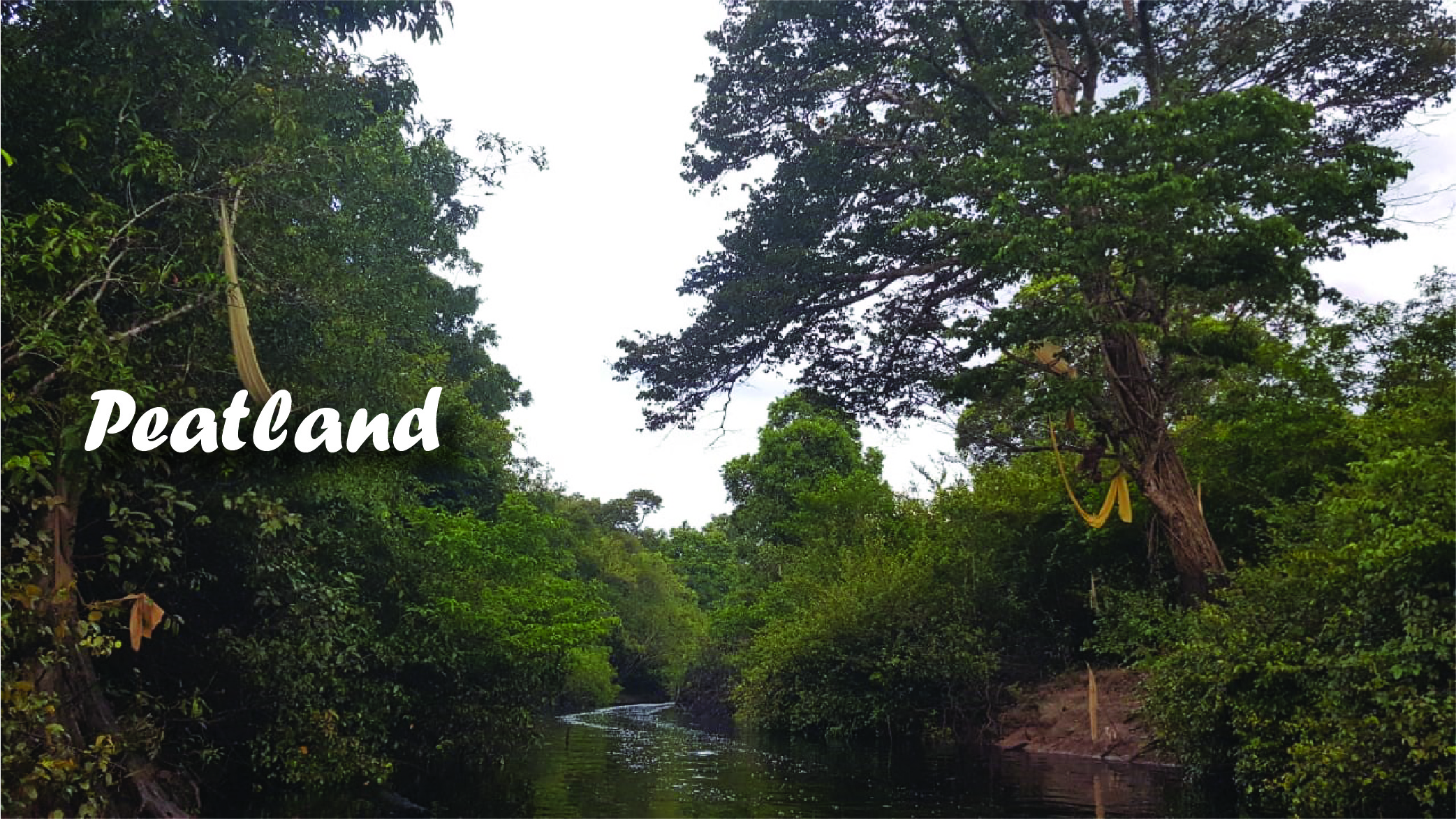 3 Steps of Restoring Peatland in Indonesia